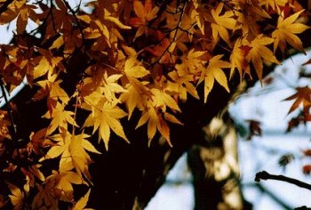 ���F�ɐF�Â������~�W