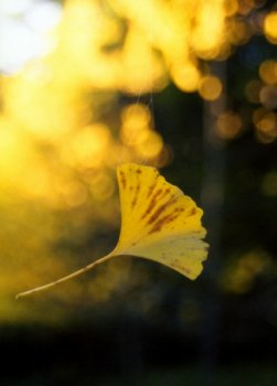 ����ꂪ�߂�