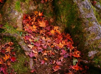 �H�̌��̂��܂�ꏊ